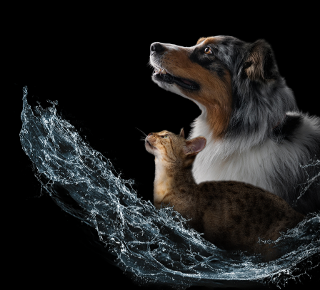 dog and cat water intake