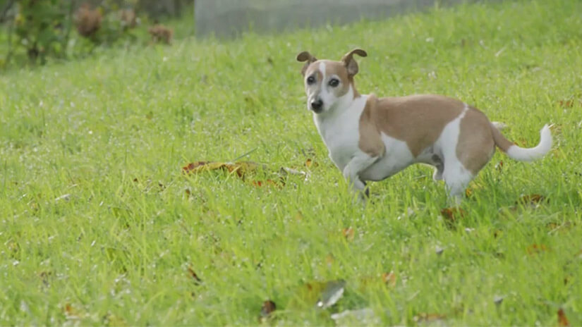 Lidem a zvířatům se daří lépe, když jsou spolu | Seznamte se se společností PURINA