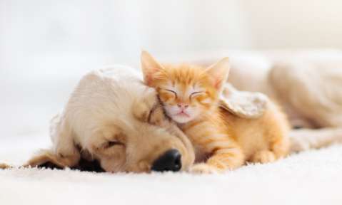 Rozdíly v metabolismu u psů různých velikostí Middleton, et al. 2017