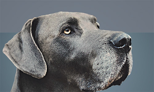 Medium-chain triglycerides (MCTs) in pet food 