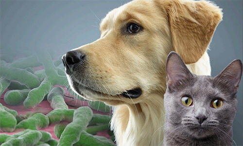 More Than a Meal: Putting Purina's Microbiome Science into Practice