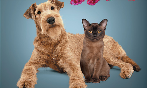 Prebiotics: Effects on Gastrointestinal and host health 