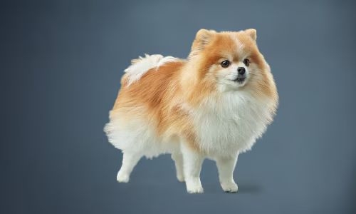 Proč zvolit krmivo pro psy malých plemen