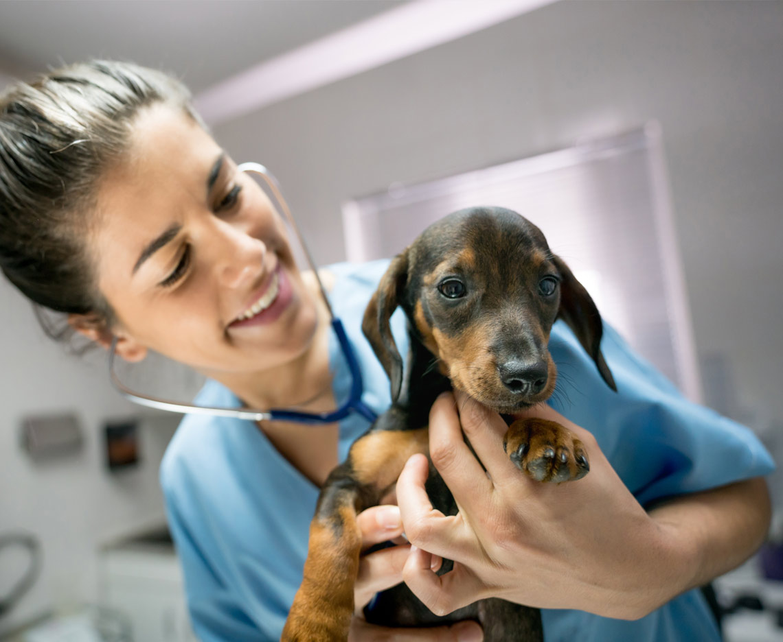 Veterinární pracovník jemně držící malé štěně.