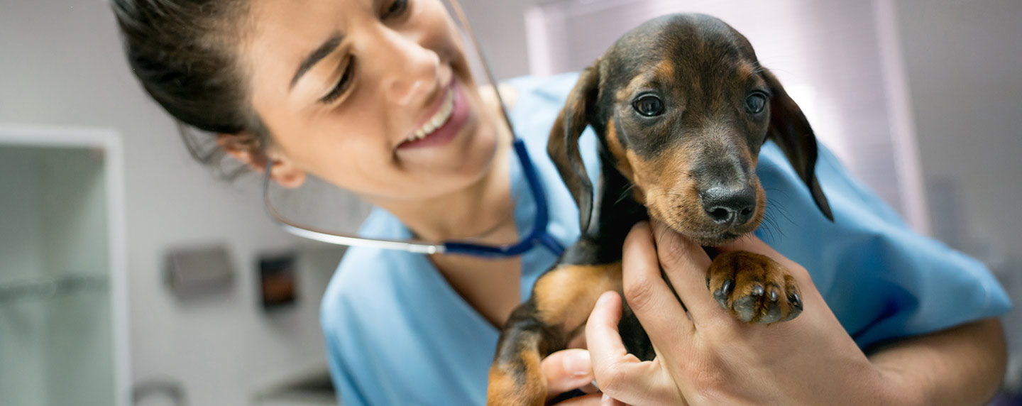Veterinární pracovník jemně držící malé štěně.