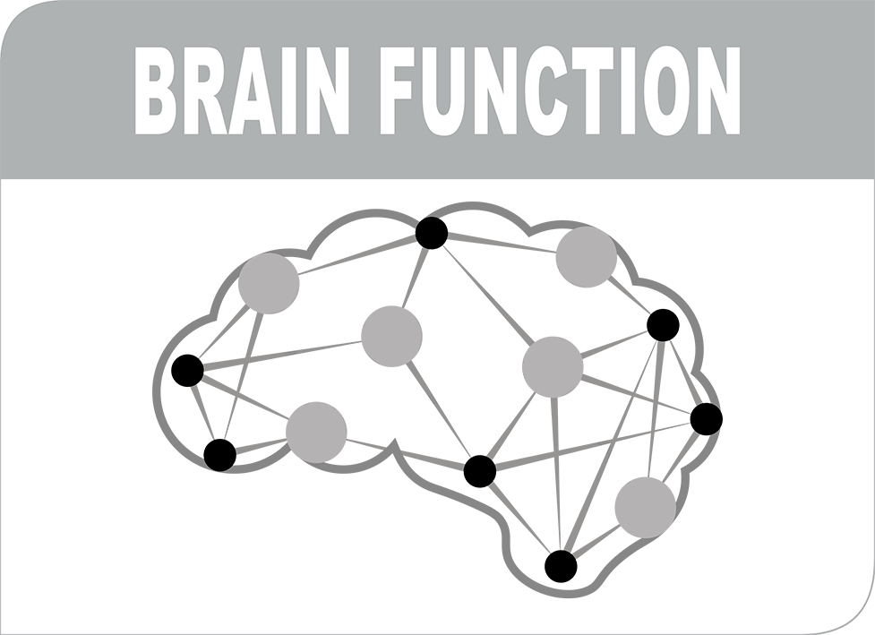 Brain function