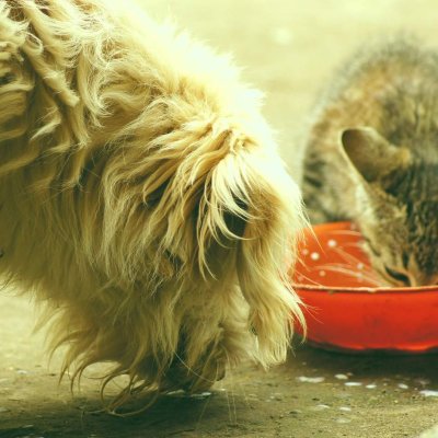 Skin health and nutrition in dogs and cats