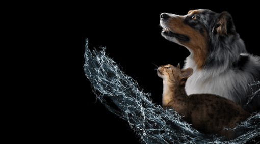 Australský ovčák a kočka, doprovázené ilustrací s vodní tématikou, s nástrojem Kalkulačka příjmu vody.