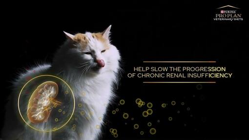 PURINA PRO PLAN NF RENAL FUNCTION