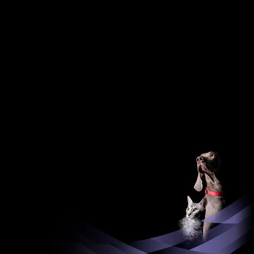 FortiFlora® číslo 1 ve vědeckých studiích