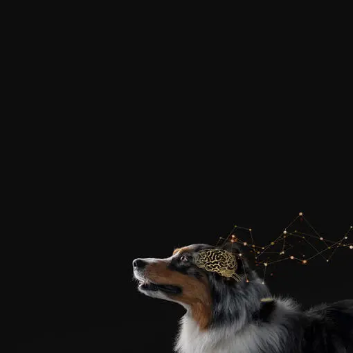 Pro Plan stupnice pro posouzení kognitivní funkce u psů