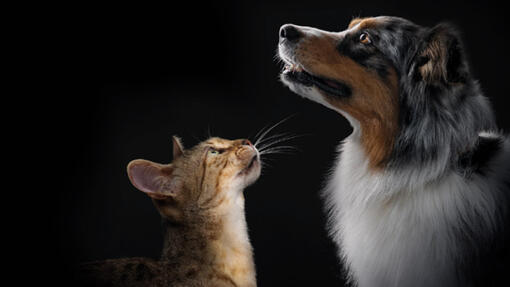 Prozkoumejte kompletní řadu produktů PRO PLAN®