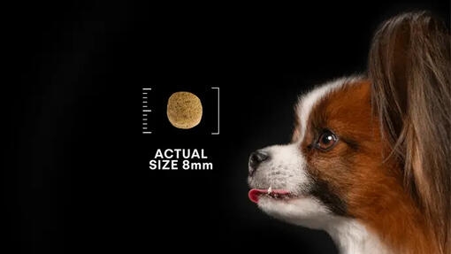 PRO PLAN® Veterinární diety pro malé psy - granule skutečné velikosti 8 mm