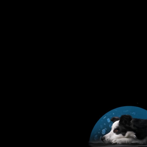 Purina® PRO PLAN® Calming Care Symposium