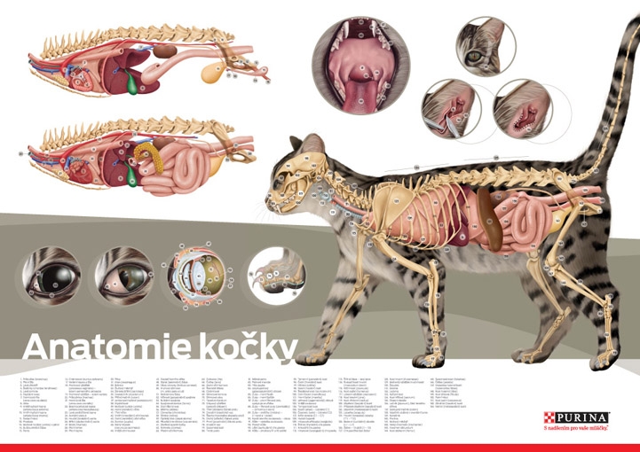 Material 64_Anatomie kočky_plakát.jpg Anatomie kočky - plakát