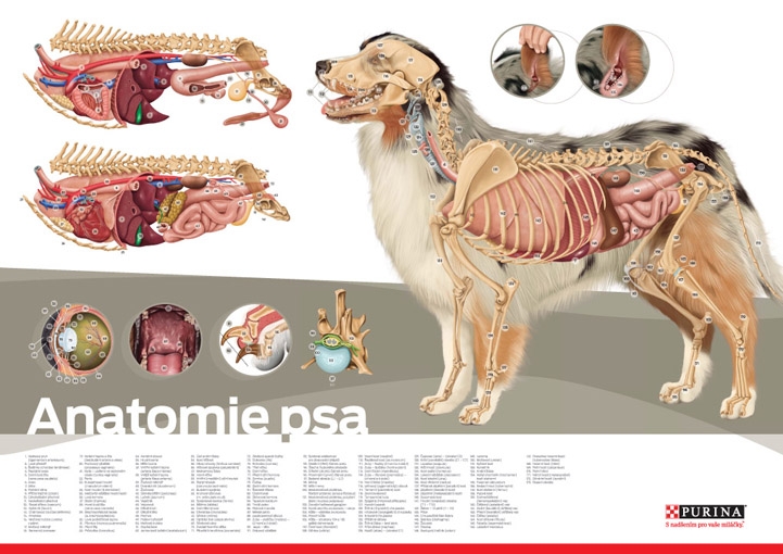 Material 65_Anatomie psa_plakát.jpg Anatomie psa - plakát